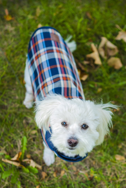 卡顿·德·杜莱尔抬头看着西装图片下载