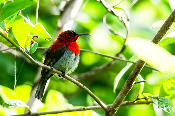 深红色的太阳鸟图片下载