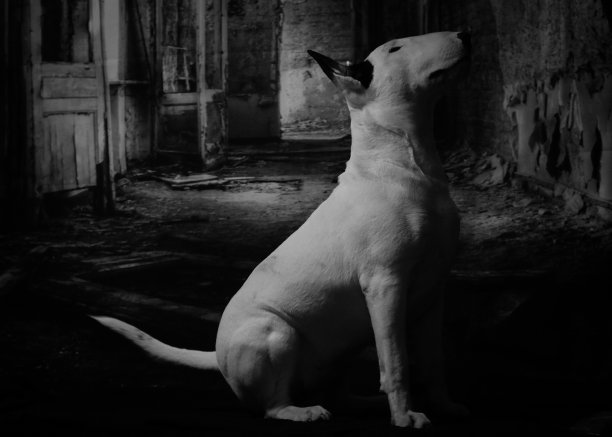 英语斗牛梗图片下载