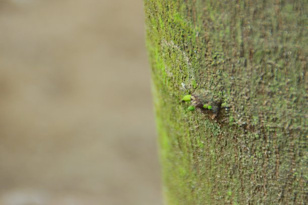 芽树结构图片下载