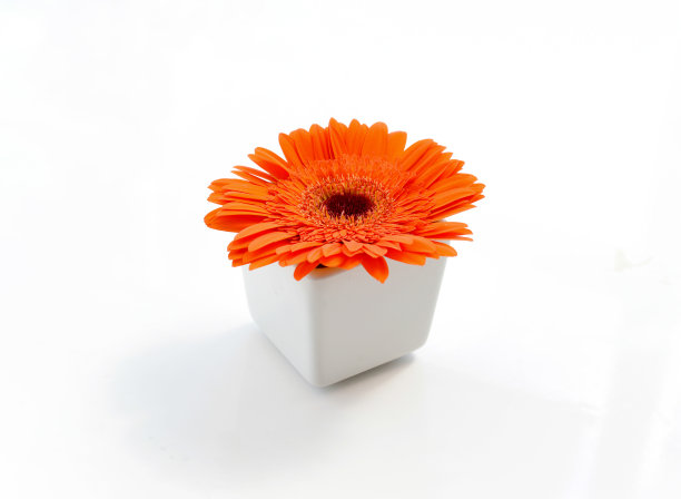 白色花瓶里的橙色菊花图片下载