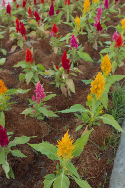 黄色的花图片下载