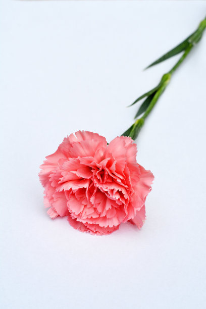 白色背景上的粉红色康乃馨花图片下载