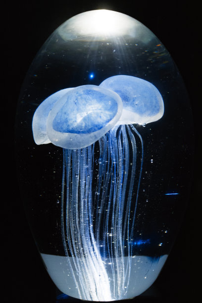 水母的和谐素材图片