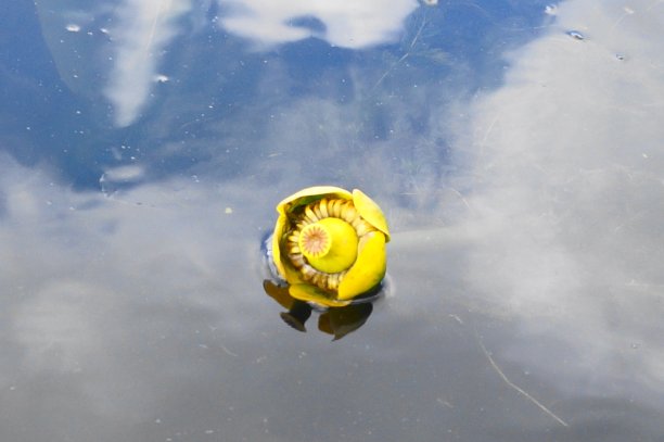 美丽的黄莲花图片下载