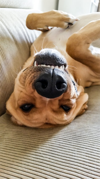 滑稽的狗倒过来笑图片下载