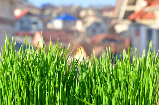 春天的草图片下载
