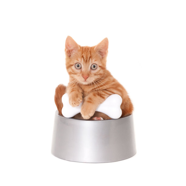 狗碗里的小姜猫图片下载