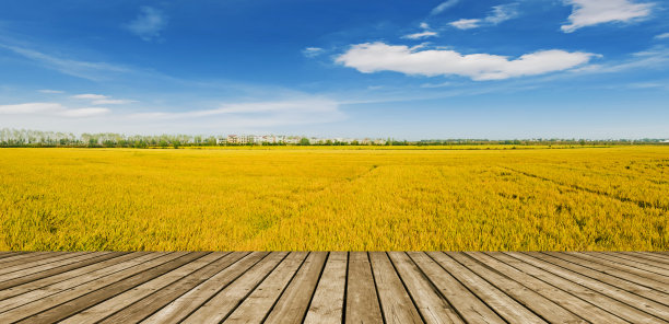 中国农村地区，水稻成熟图片下载