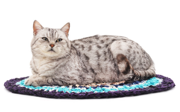 垫子上有只灰猫。图片下载