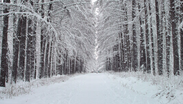小路和一排树在一个森林的冬天图片下载