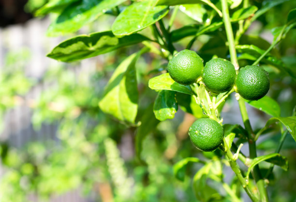 小绿橙挂在农场的橘子树上图片下载
