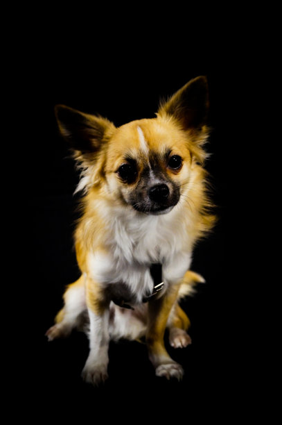 奇瓦瓦， 新图片下载