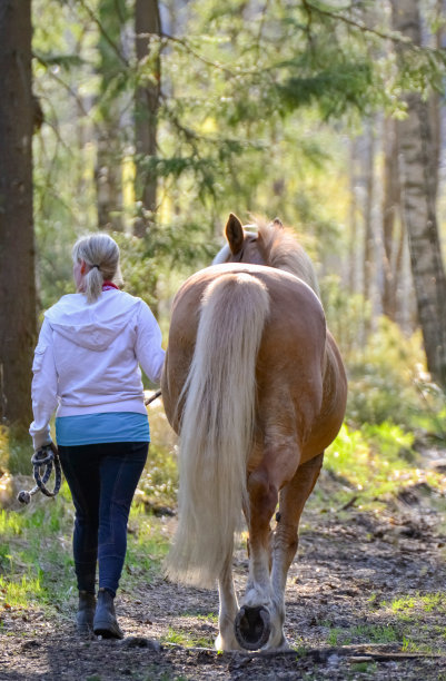 女人和马在森林里散步图片下载