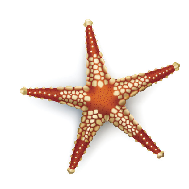 矢量插图，徽章，贴纸，海星的现实风格图片下载