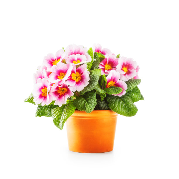 春月见草的花图片下载