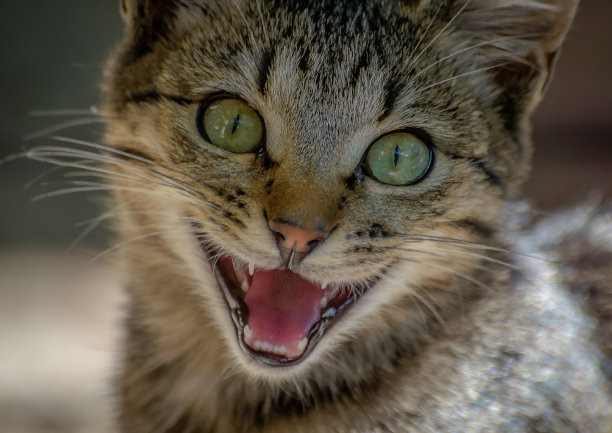 陌生人图片下载