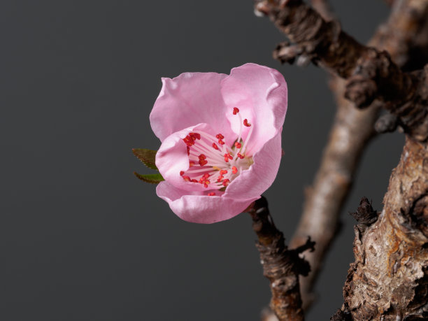 春花系列中，宏亮的桃花孤立在灰色的背景上，聚焦在红色的雄蕊上。图片下载
