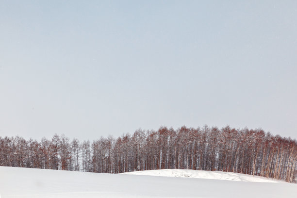 美丽的冬天树木被雪覆盖图片下载