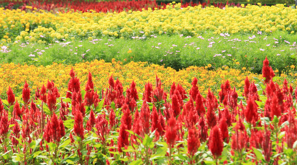 热带花园里的花图片下载