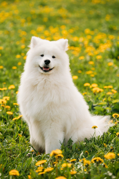 萨摩耶犬在绿色草地上素材图片