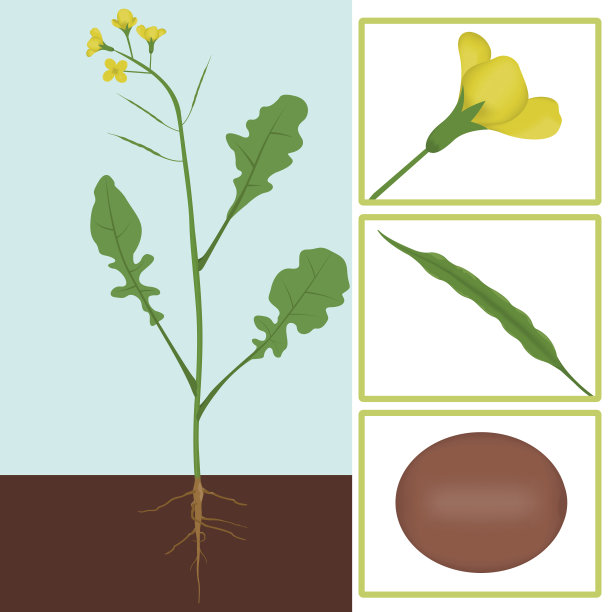 油菜花图片下载