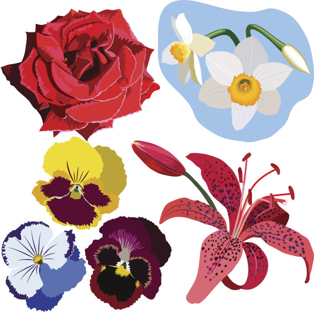一组花，红玫瑰，水仙，三色紫罗兰和粉色百合。这些花没有梯度或网格。素材图片