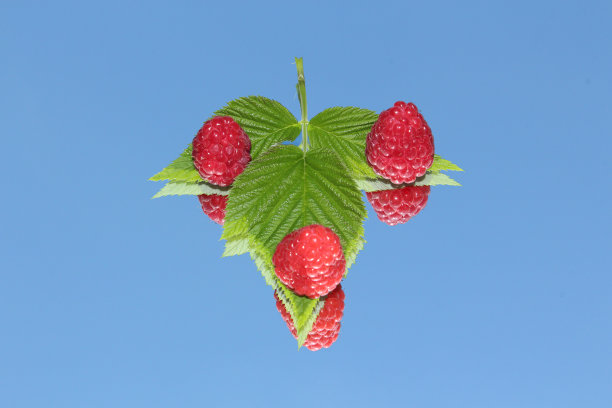 覆盆子反射图片下载