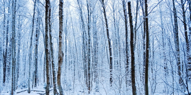 冬天的森林黎明前图片下载