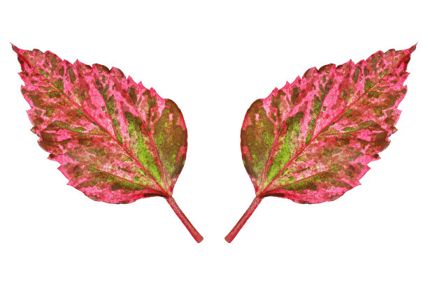 两片充满生气的秋叶孤立在白色上图片下载