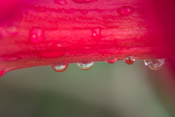 杜鹃花上的水滴图片下载