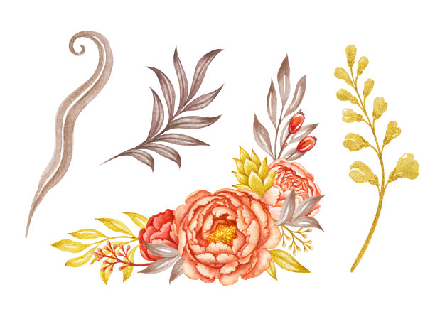 珊瑚色和桃色牡丹花与金叶水彩插画，花卉设计元素，白色背景素材图片