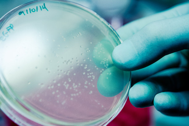 DNA科学研究-细胞大肠杆菌培养图片下载