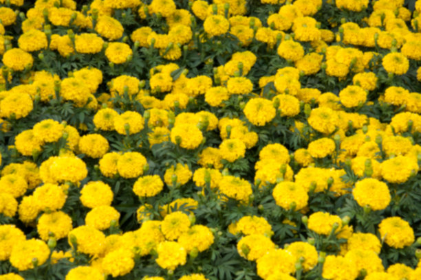 呈黄色花状纹理图片下载