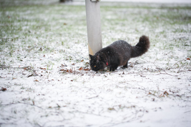 黑猫在冬天玩图片下载