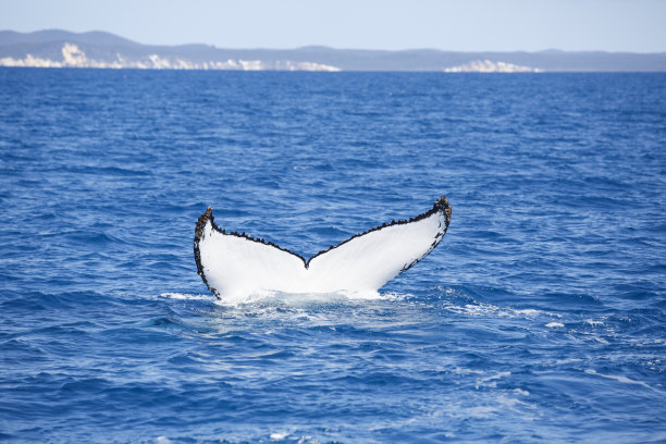 座头鲸的尾巴图片下载