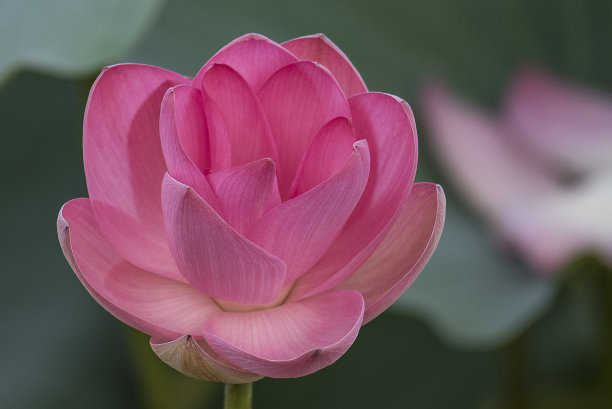 粉红色的荷花或水仙花在湖中开花和叶图片下载