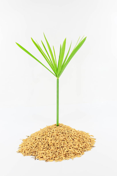 种植和稻米图片下载