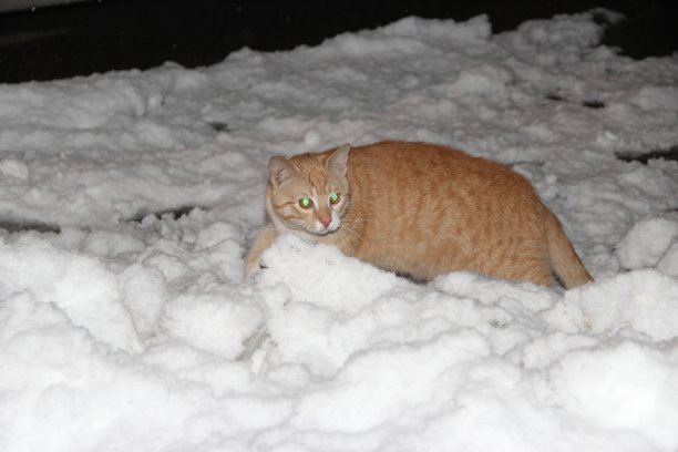 雪中的猫图片下载