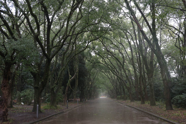 公园里的雨天图片下载