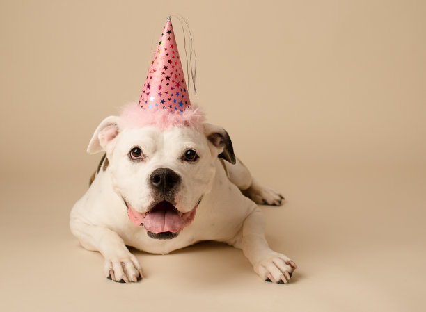 戴生日帽的狗图片下载