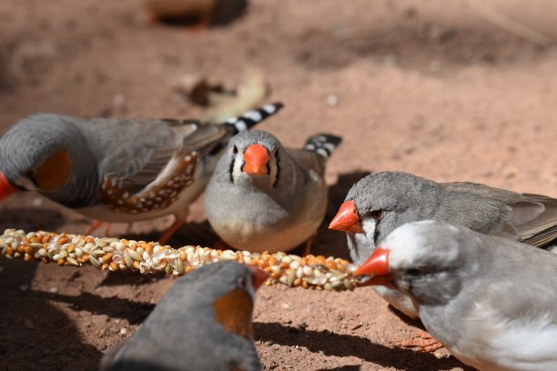 和朋友吃图片下载
