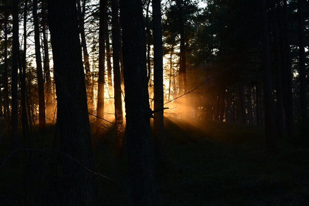 灰尘使它美丽。这就是为什么我喜欢春天。图片下载