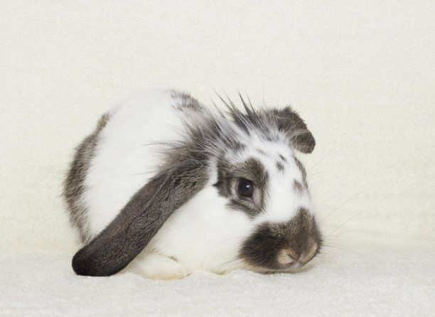 可爱的兔子图片素材ID：157797196