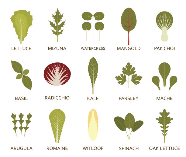 绿色沙拉的叶子孤立在白色的背景上图片下载
