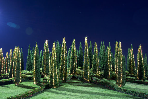 圣诞节的松树图片下载