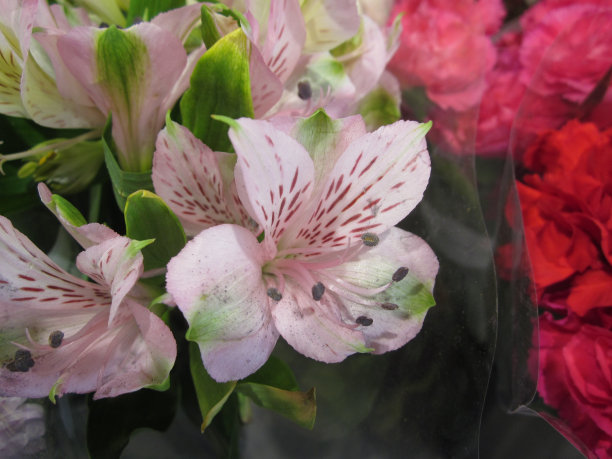 秘鲁百合或印加百合。图片下载