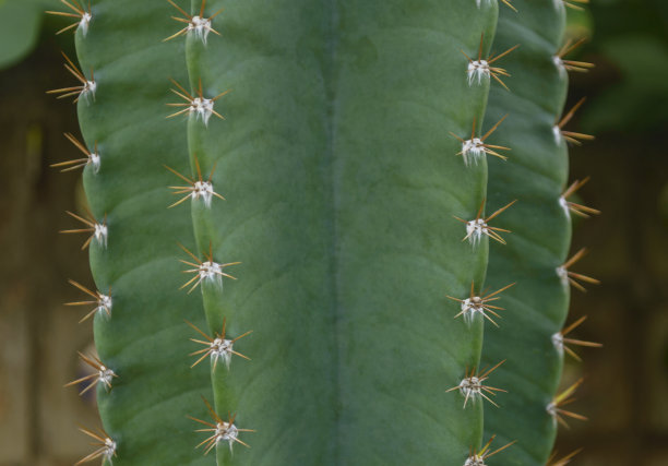 仙人掌图片下载