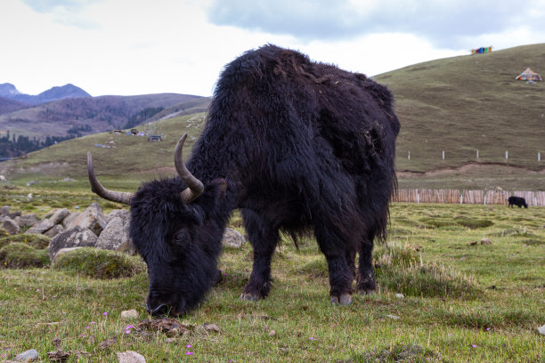 山上的黑牦牛。图片下载