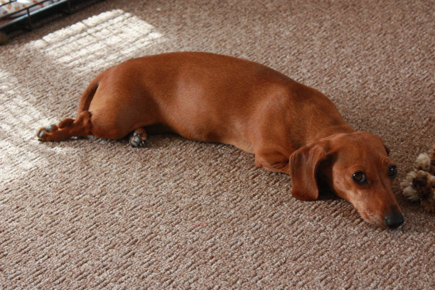 迷你腊肠犬图片下载